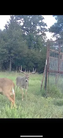 a view of yard with swimming pool