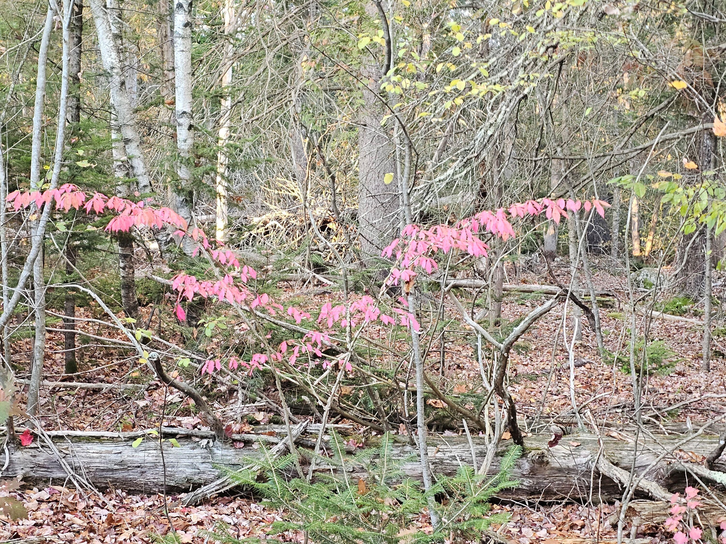 35 Hackett Road Winterport, ME 04496 - Photo 18 of 20 Woods