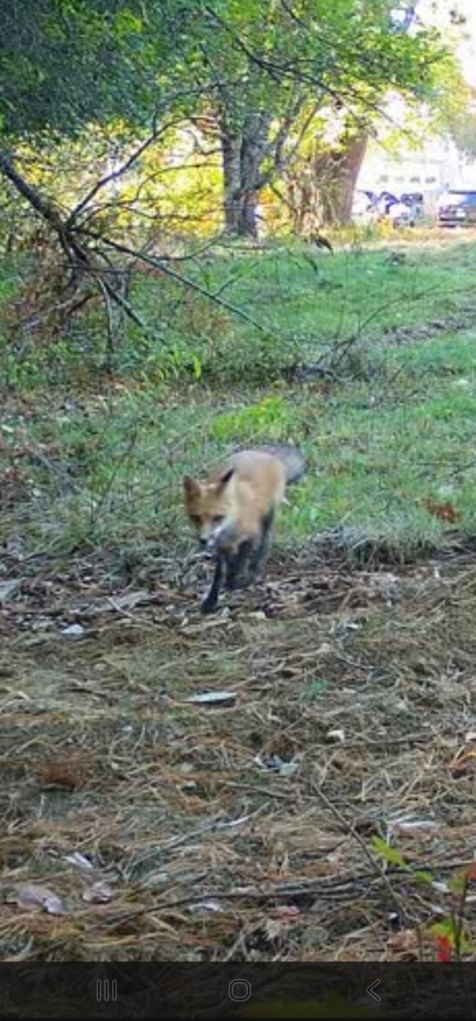 35 Hackett Road Winterport, ME 04496 - Photo 20 of 20 Fox