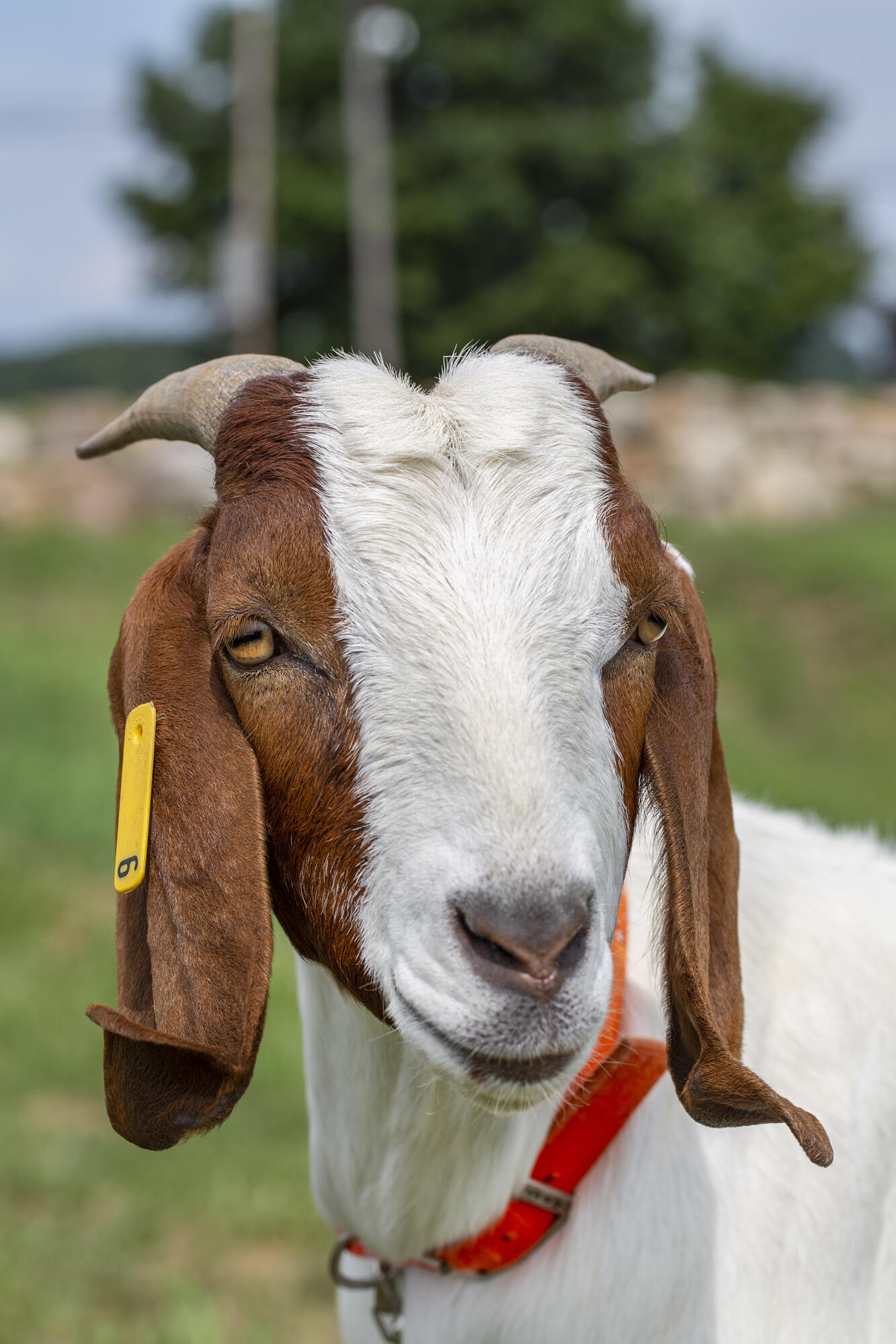 3754 Ballyhack Trail Roanoke, VA 24014 - Photo 61 of 61 goat-2