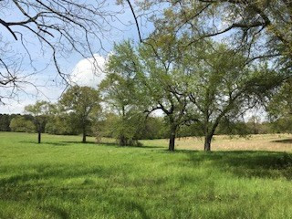Lot T-2 Lot T-2 Burkelo Road Wagener, SC 29164 - Photo 10 of 15