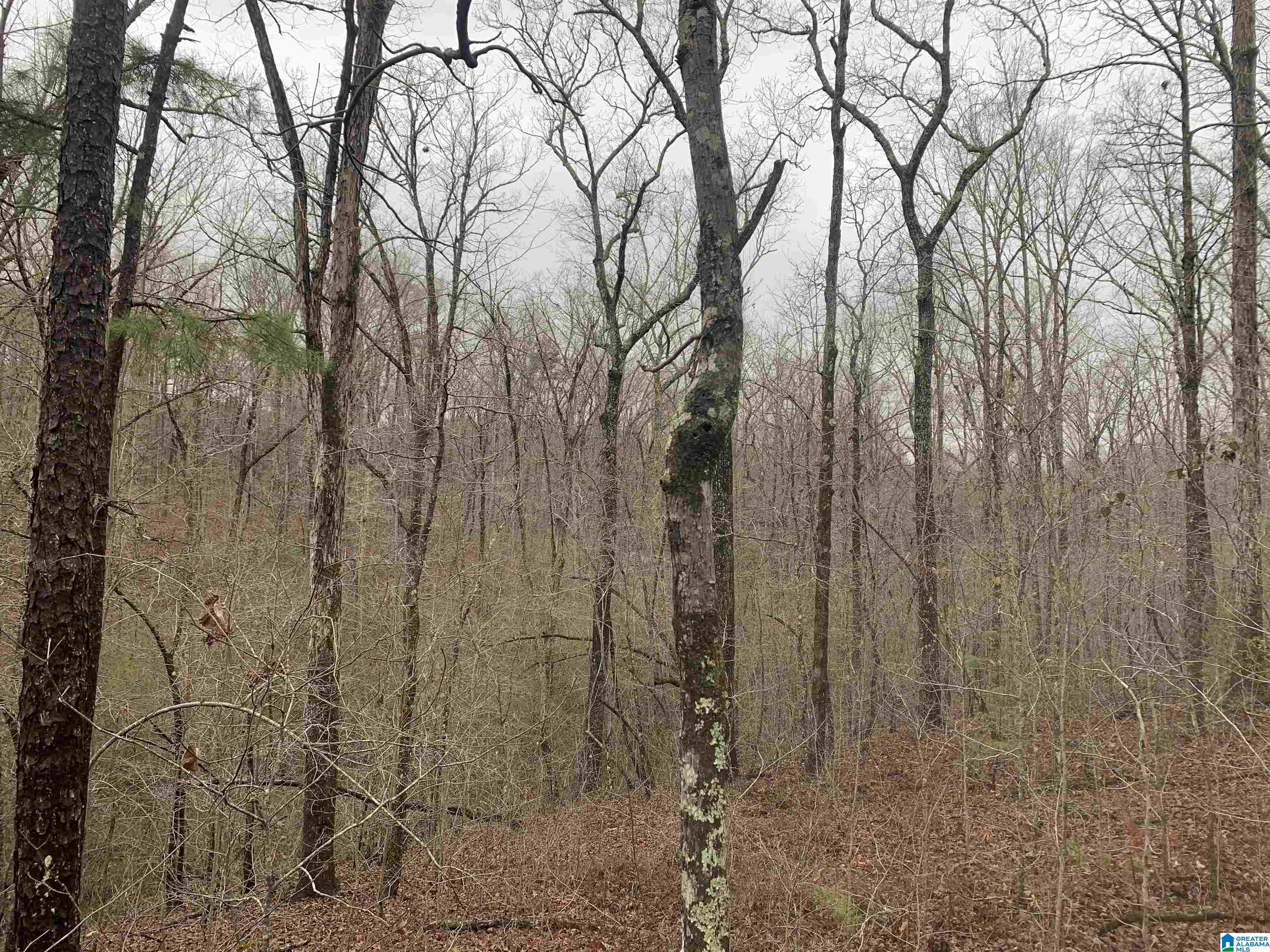 Shady Glen Road, Unit 50 91 Anniston, AL 36201 - Photo 7 of 15