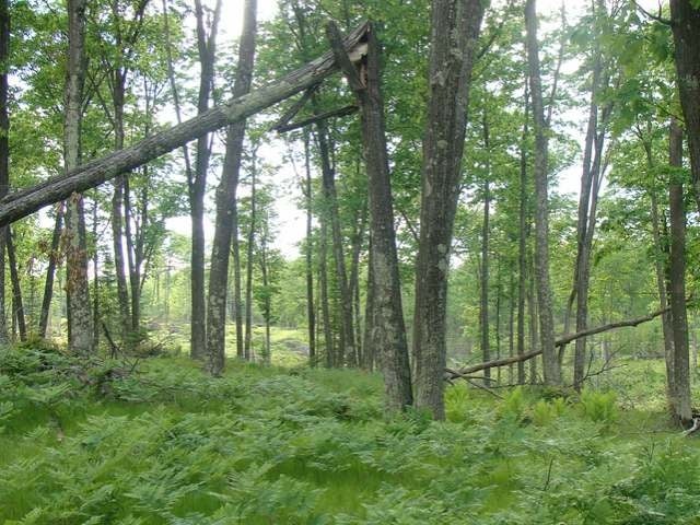 30-ac Goodnow Road Harshaw, WI 54529 - Photo 5 of 15 Gallery Image 5
