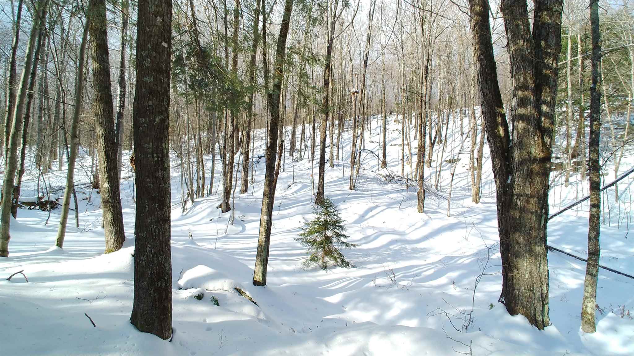 0 Messier Hill Roxbury, VT 05669 - Photo 11 of 37