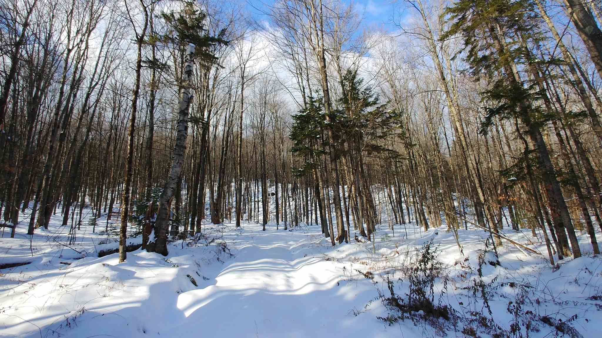 0 Messier Hill Roxbury, VT 05669 - Photo 12 of 37