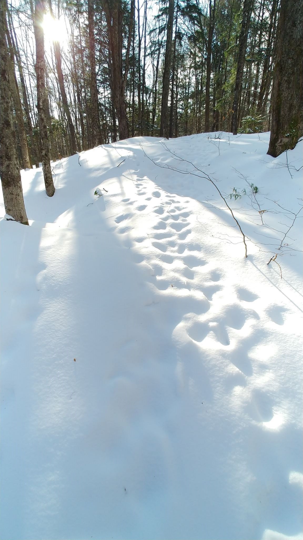 0 Messier Hill Roxbury, VT 05669 - Photo 18 of 37