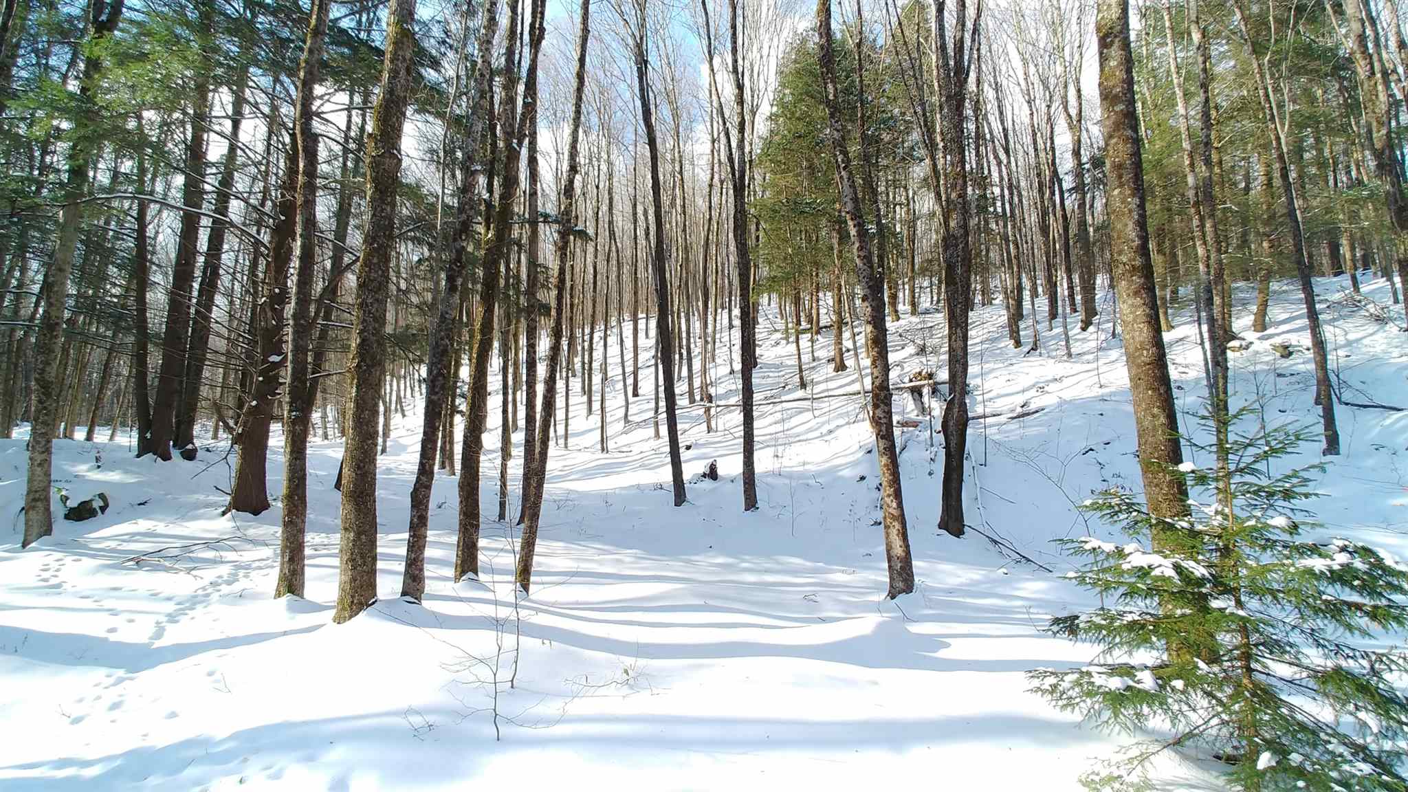 0 Messier Hill Roxbury, VT 05669 - Photo 20 of 37