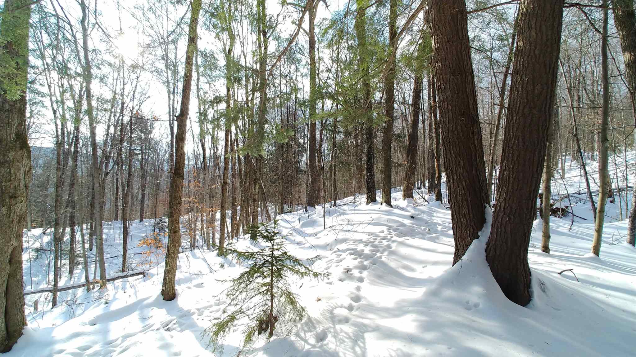 0 Messier Hill Roxbury, VT 05669 - Photo 22 of 37