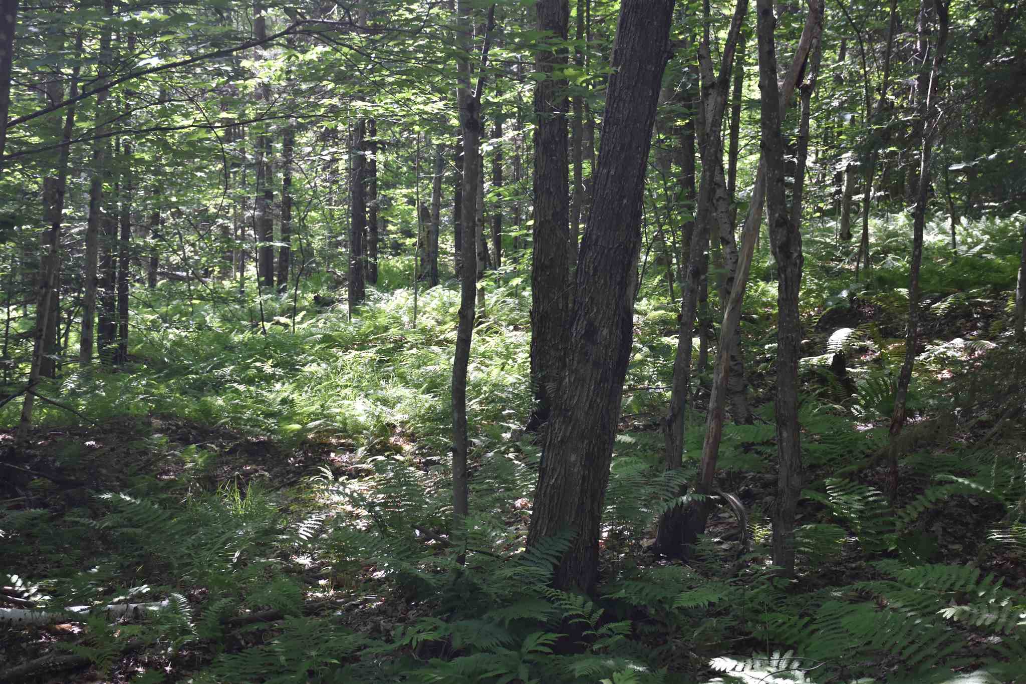 0 Messier Hill Roxbury, VT 05669 - Photo 4 of 37