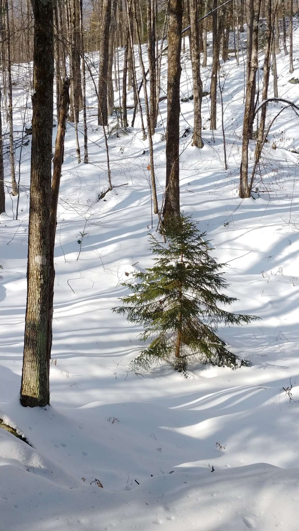0 Messier Hill Roxbury, VT 05669 - Photo 32 of 37