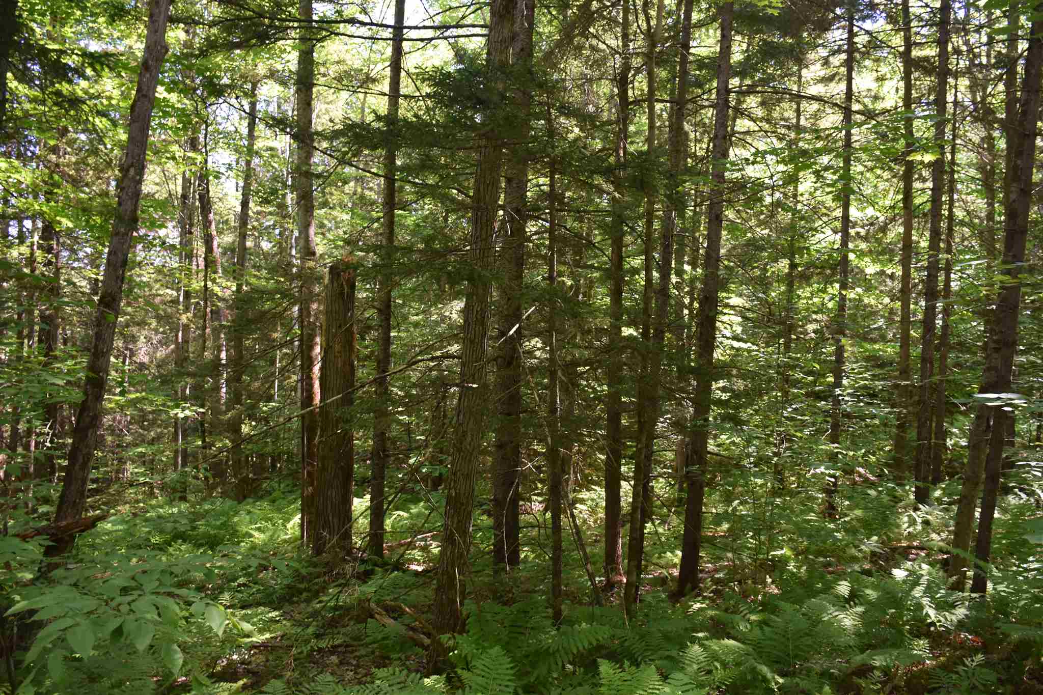 0 Messier Hill Roxbury, VT 05669 - Photo 5 of 37