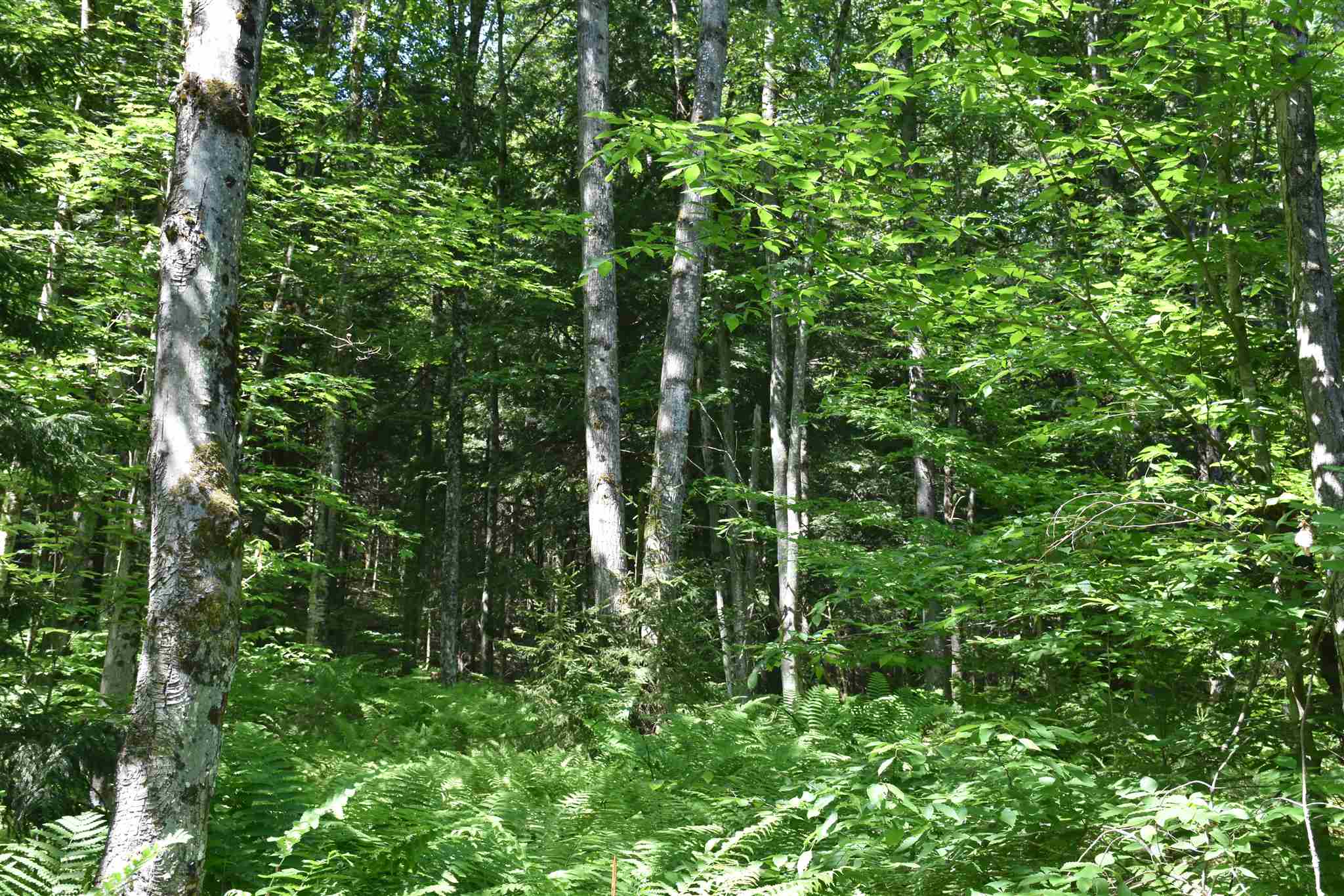 0 Messier Hill Roxbury, VT 05669 - Photo 6 of 37