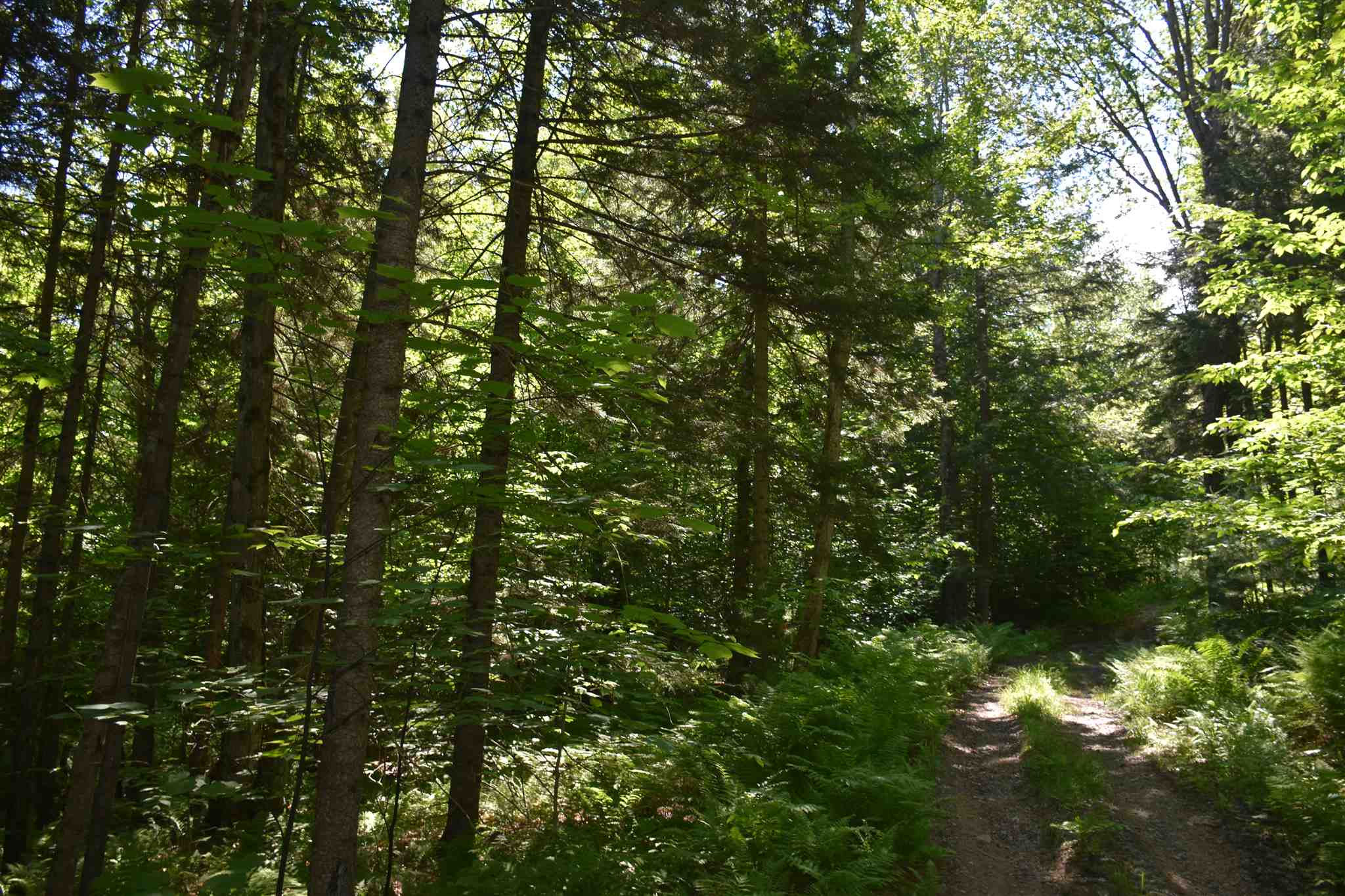 0 Messier Hill Roxbury, VT 05669 - Photo 8 of 37