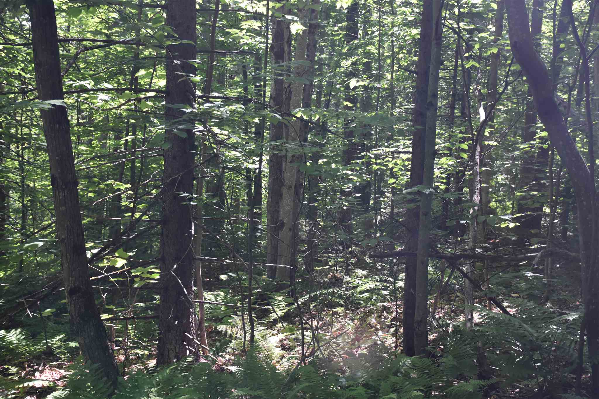 0 Messier Hill Roxbury, VT 05669 - Photo 9 of 37