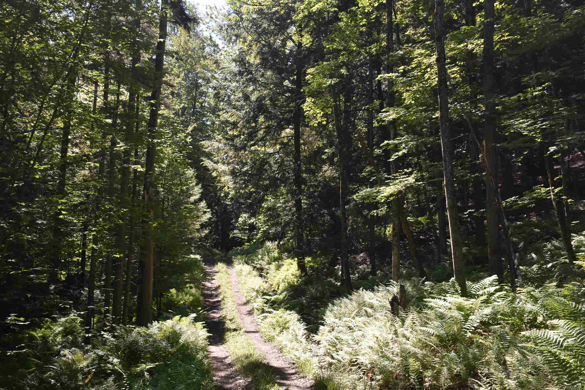 0 Messier Hill Roxbury, VT 05669 - Photo 10 of 37