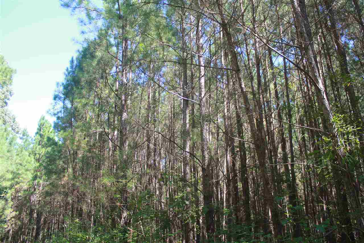 114 Brownlee Road Sarah, MS 38665 - Photo 8 of 25 Gallery Image 8