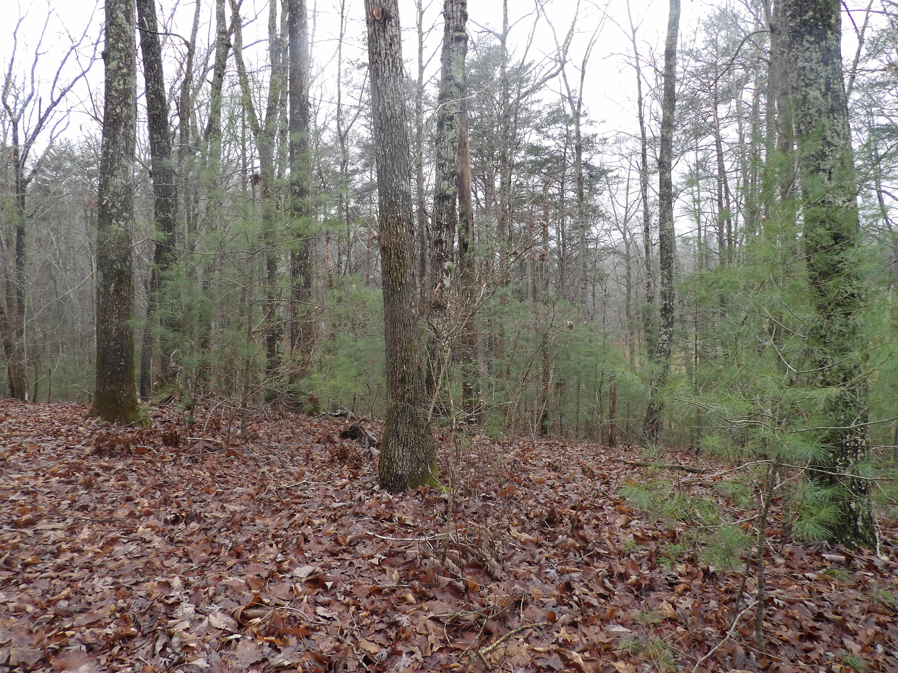 211 Ivy Road Spring City, TN 37381 - Photo 46 of 86 100_3909