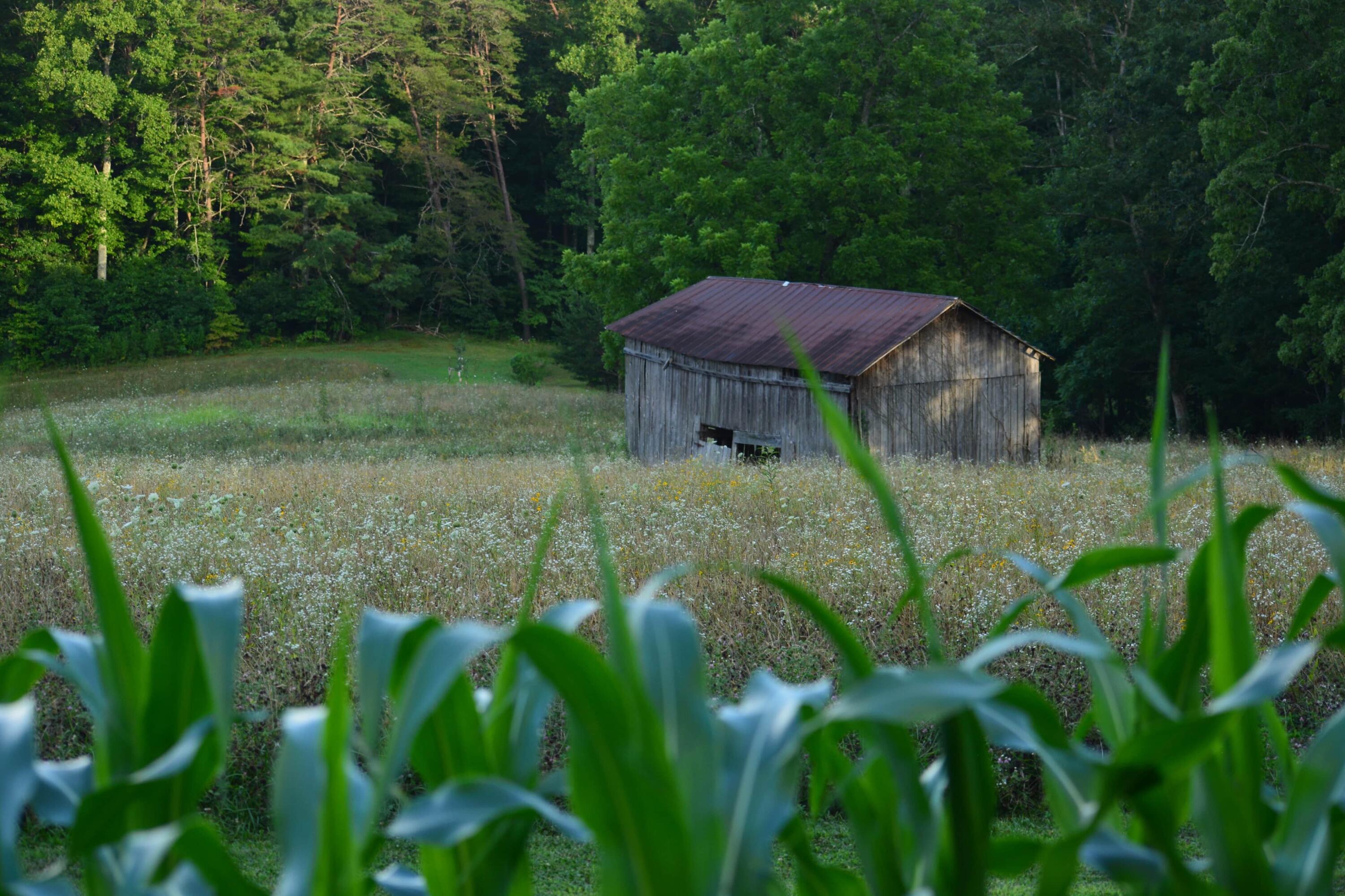 211 Ivy Road Spring City, TN 37381 - Photo 69 of 86 IMG_0958