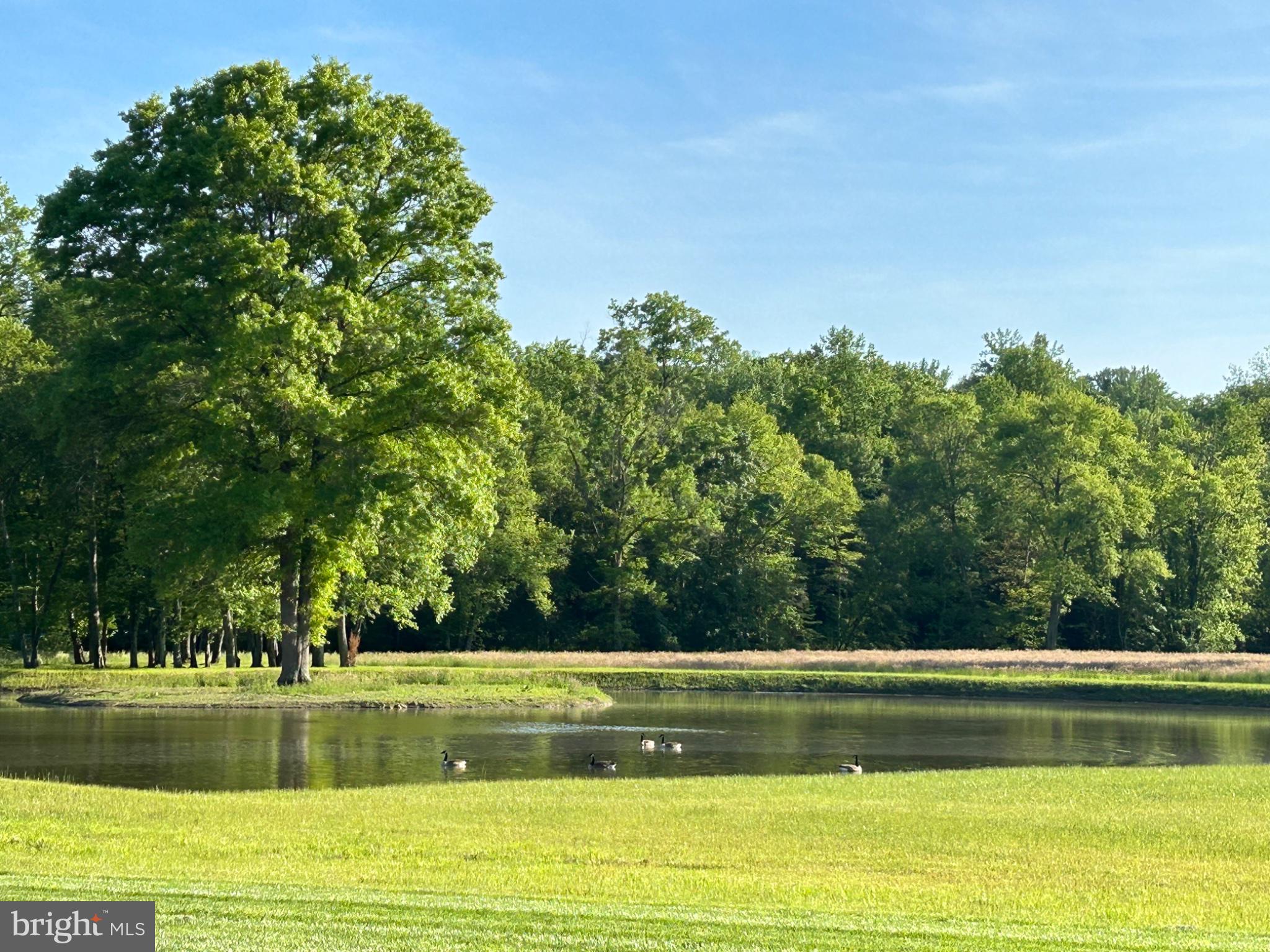 1296 Macton Road Street, MD 21154 - Photo 32 of 34 Serene pond surrounded by lush greenery.