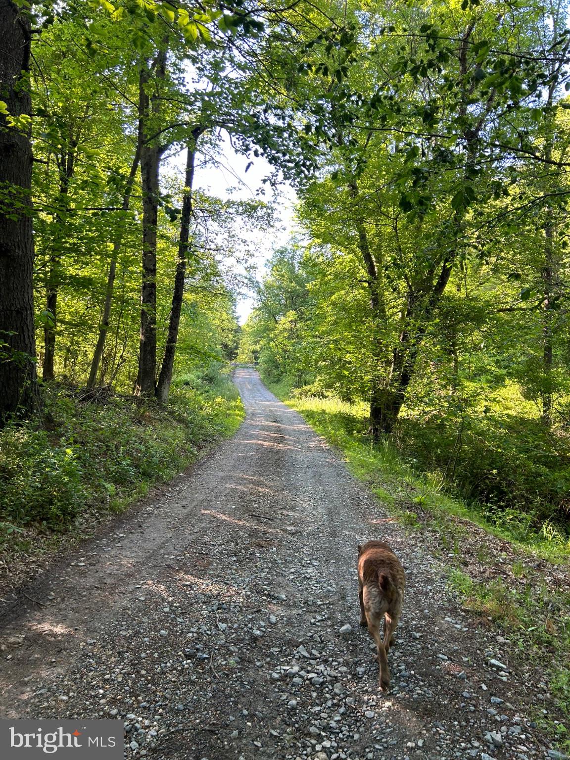 1296 Macton Road Street, MD 21154 - Photo 34 of 34 Serene path through lush greenery.