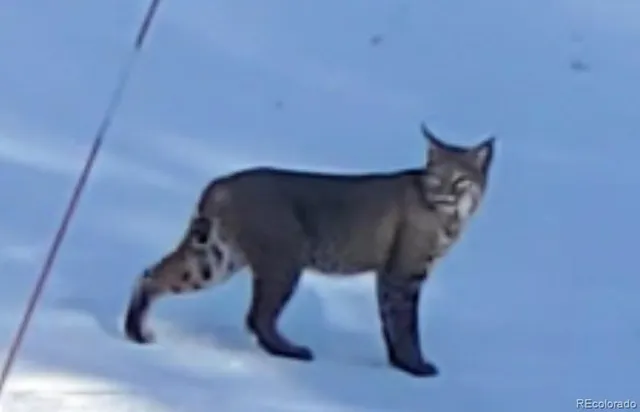 a view of a yard with plants and trees