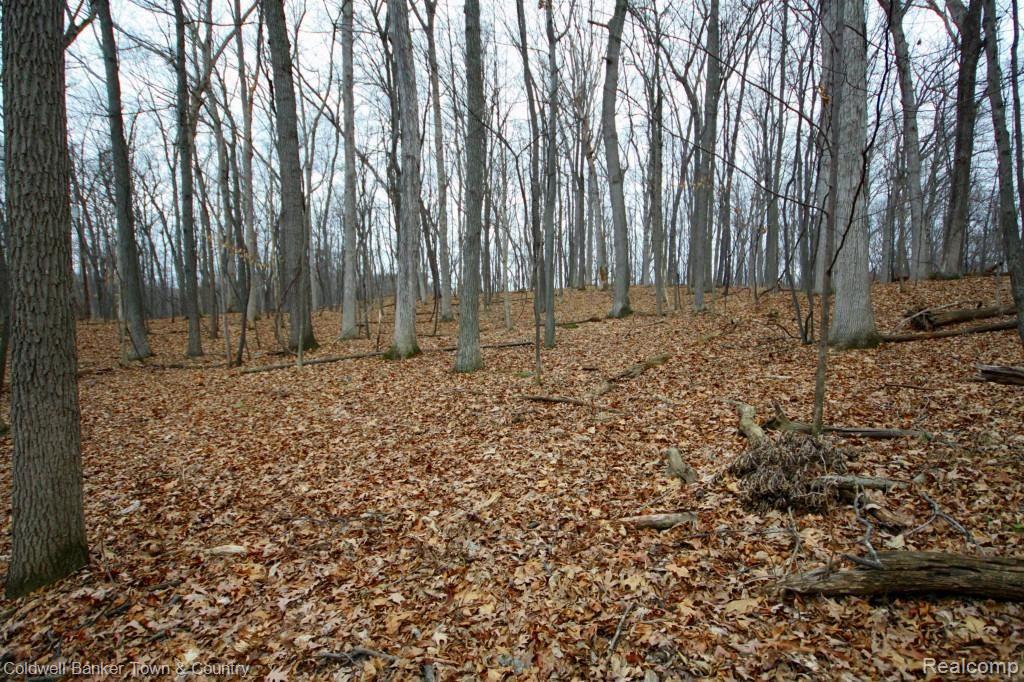 1 Shagbark Rochester, MI 48309 - Photo 8 of 17