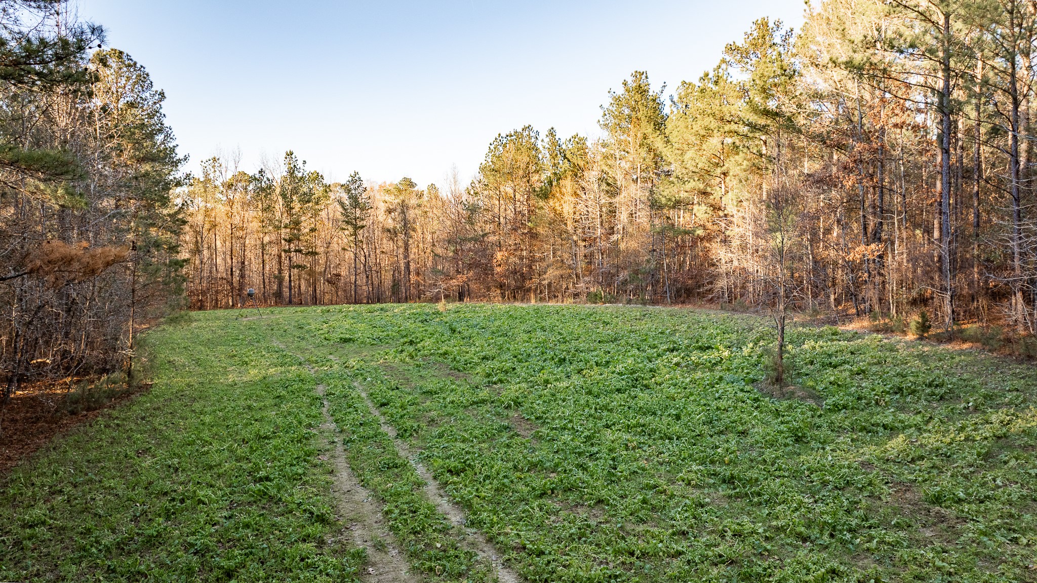 8548 Elberton Road Tignall, GA 30668 - Photo 2 of 50 a green field with lots of bushes