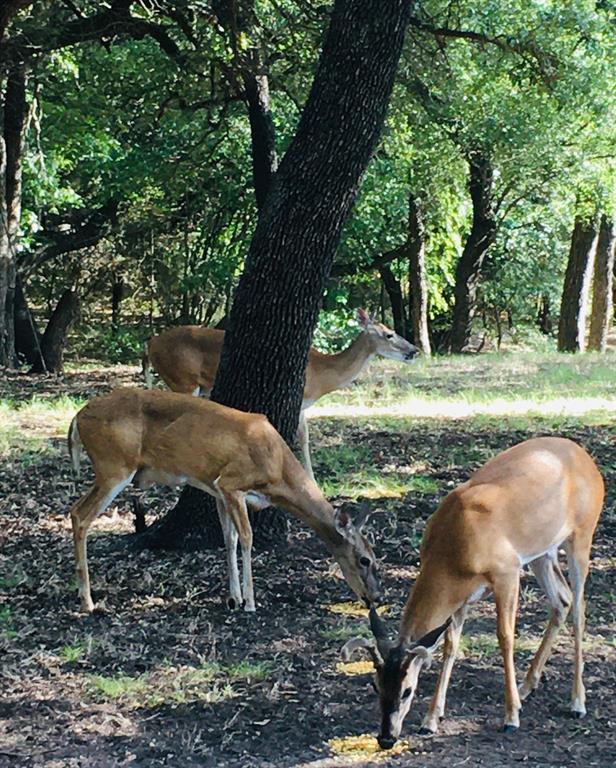 36064 Cedar Ridge Drive Whitney, TX 76692 - Photo 19 of 19 Lots of wildlife at White Bluff Resort!