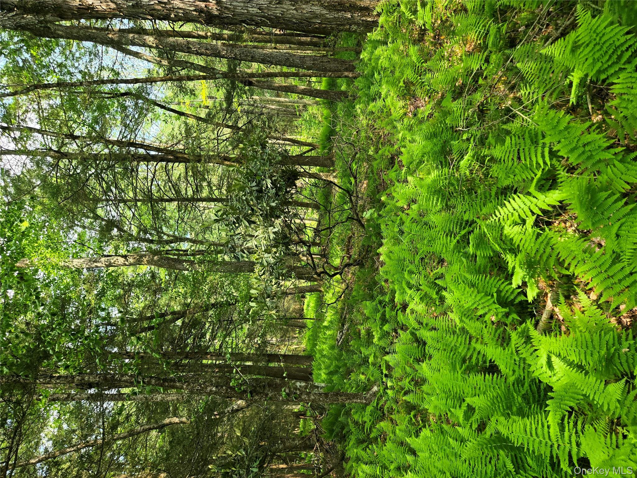 Lot 4 Deer Meadow Road White Lake, NY 12786 - Photo 13 of 13 View of wooded area