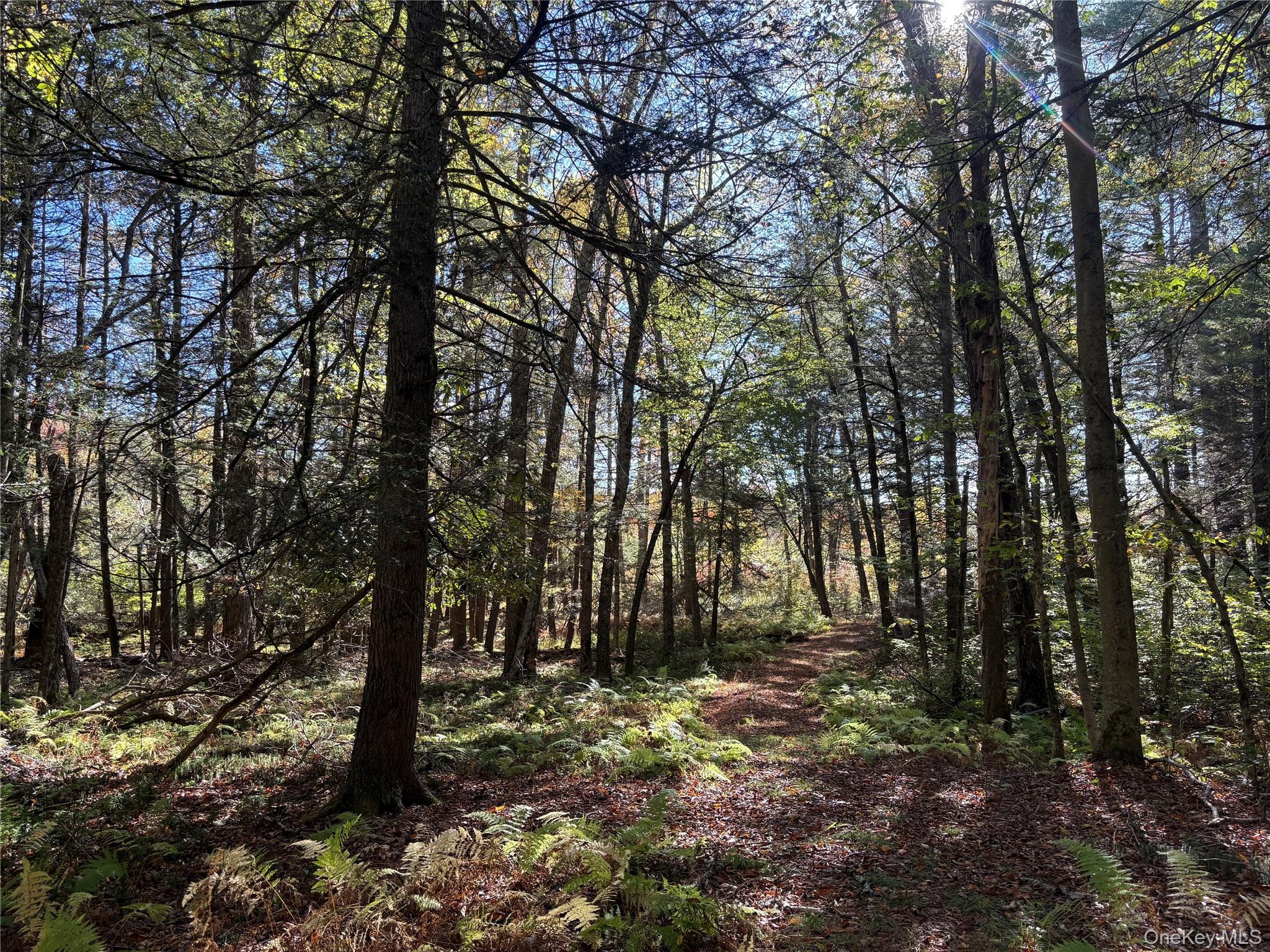 Lot 4 Deer Meadow Road White Lake, NY 12786 - Photo 9 of 13 View of wooded area