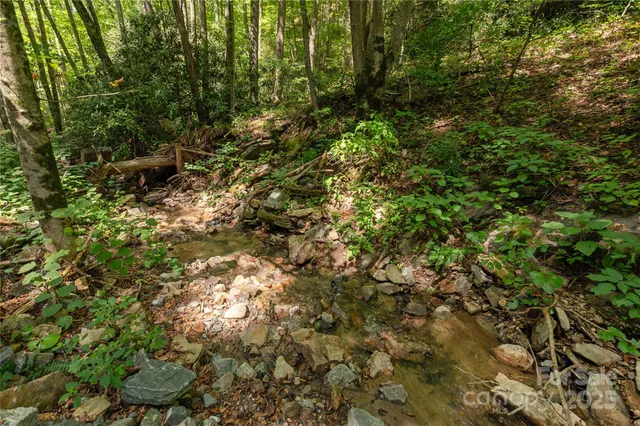 a view of a lush green forest
