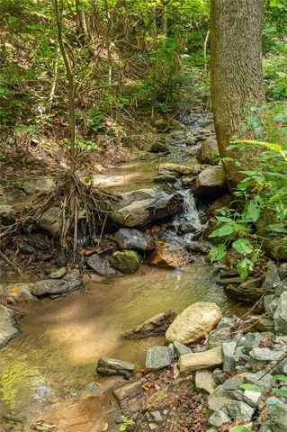 a view of a forest with a tree