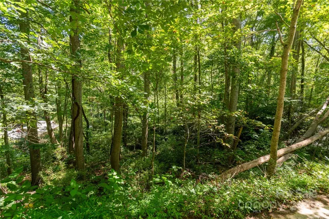 a view of a yard with plants and large trees