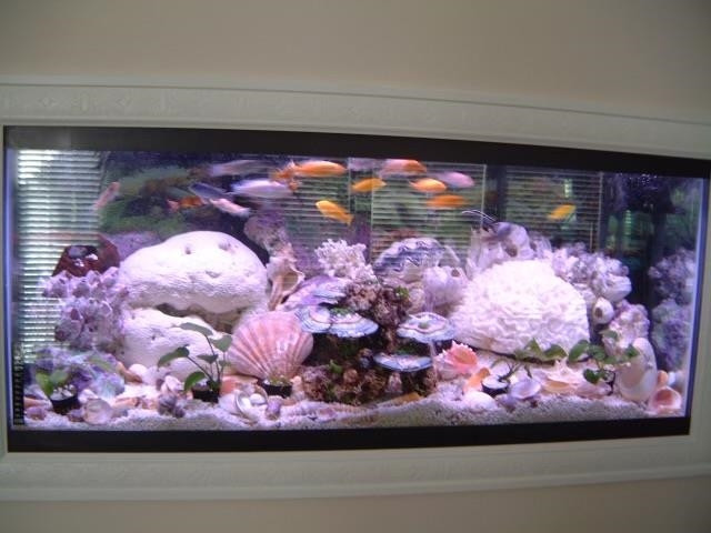 100 Mickleson Ridge Drive Raleigh, NC 27603 - Photo 13 of 59 Built in aquarium