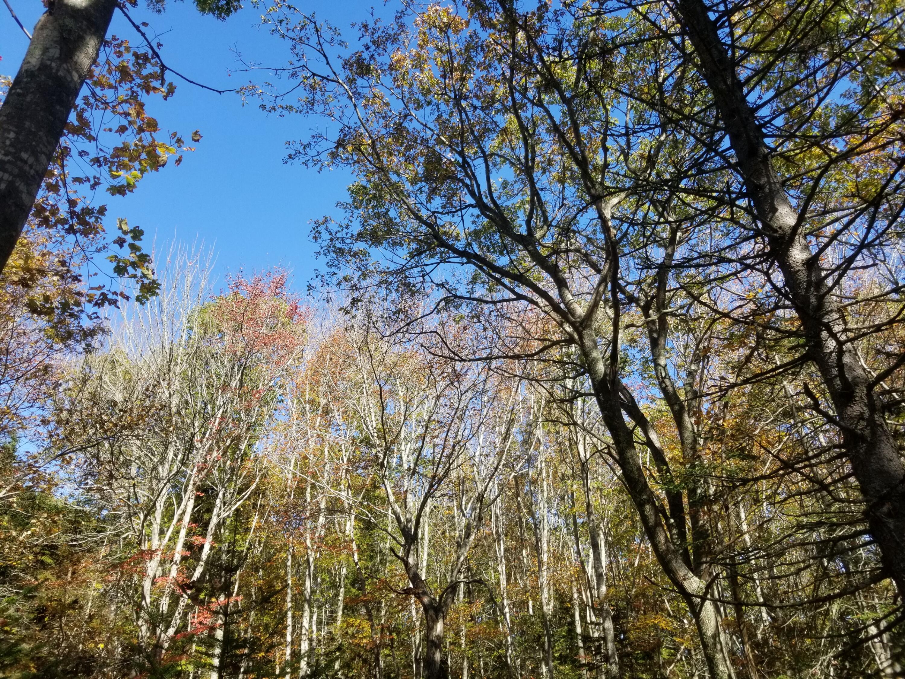 Lot 12 Bay Ledges Road Phippsburg, ME 04562 - Photo 22 of 24 20221019_123806