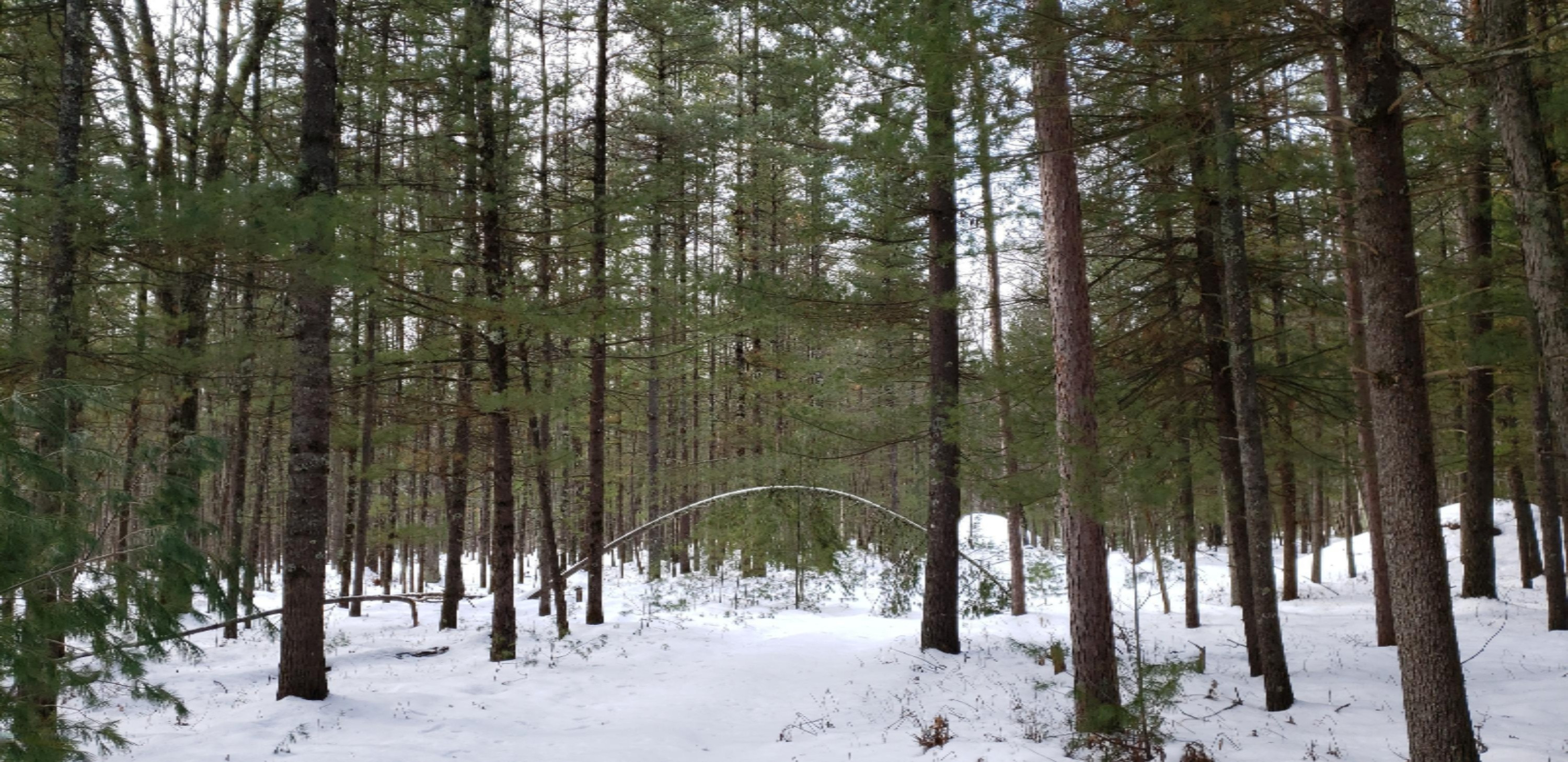 North Kettle Hole Road Manistee, MI 49660 - Photo 11 of 16 2020-02-08 13.36.35