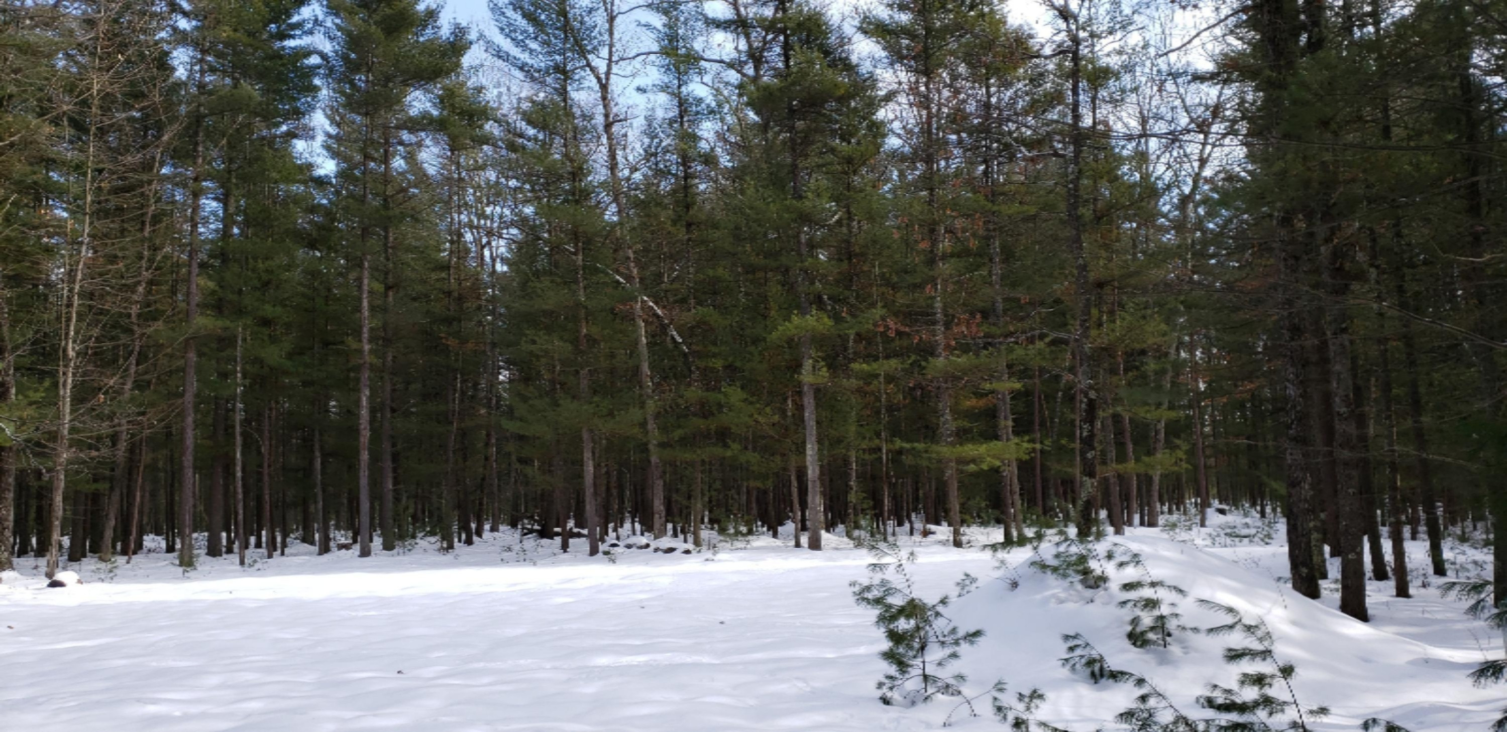 North Kettle Hole Road Manistee, MI 49660 - Photo 13 of 16 2020-02-08 13.38.14