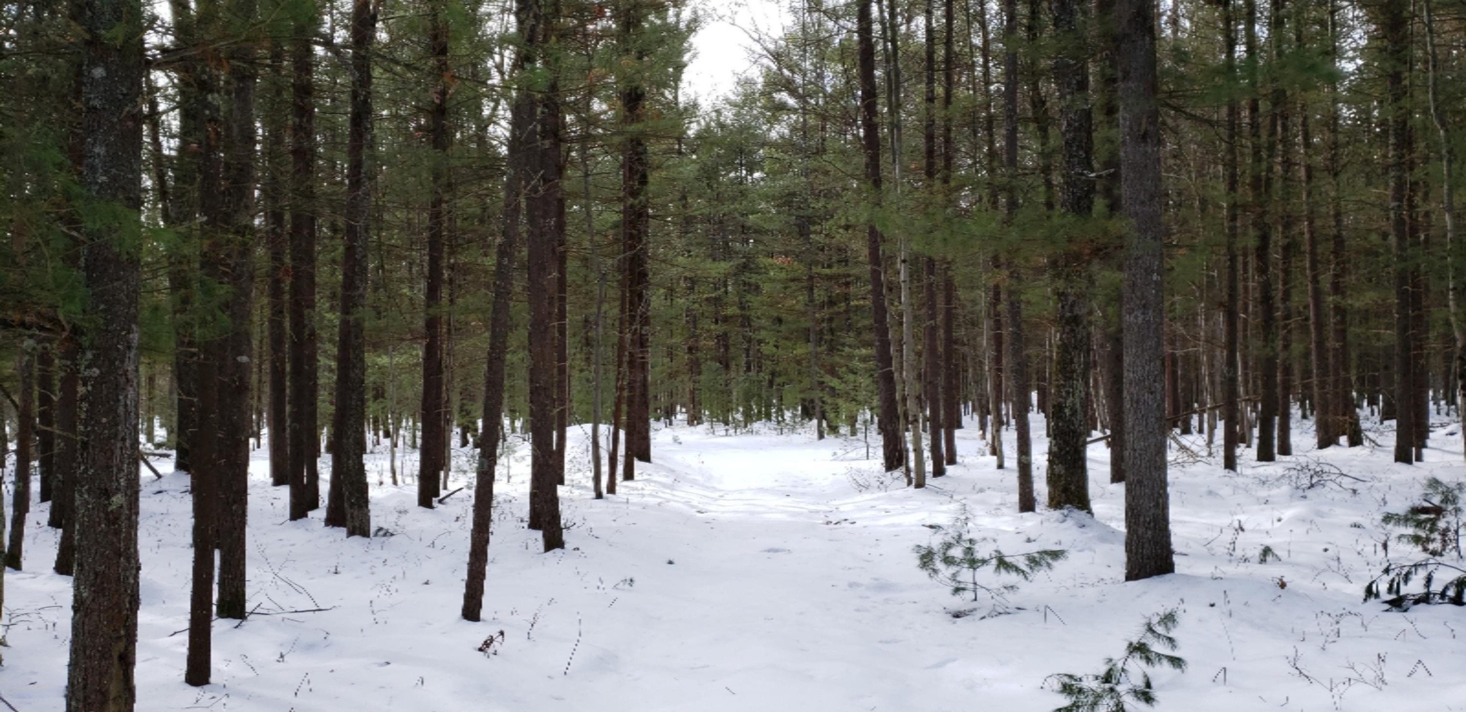 North Kettle Hole Road Manistee, MI 49660 - Photo 14 of 16 2020-02-08 13.38.18