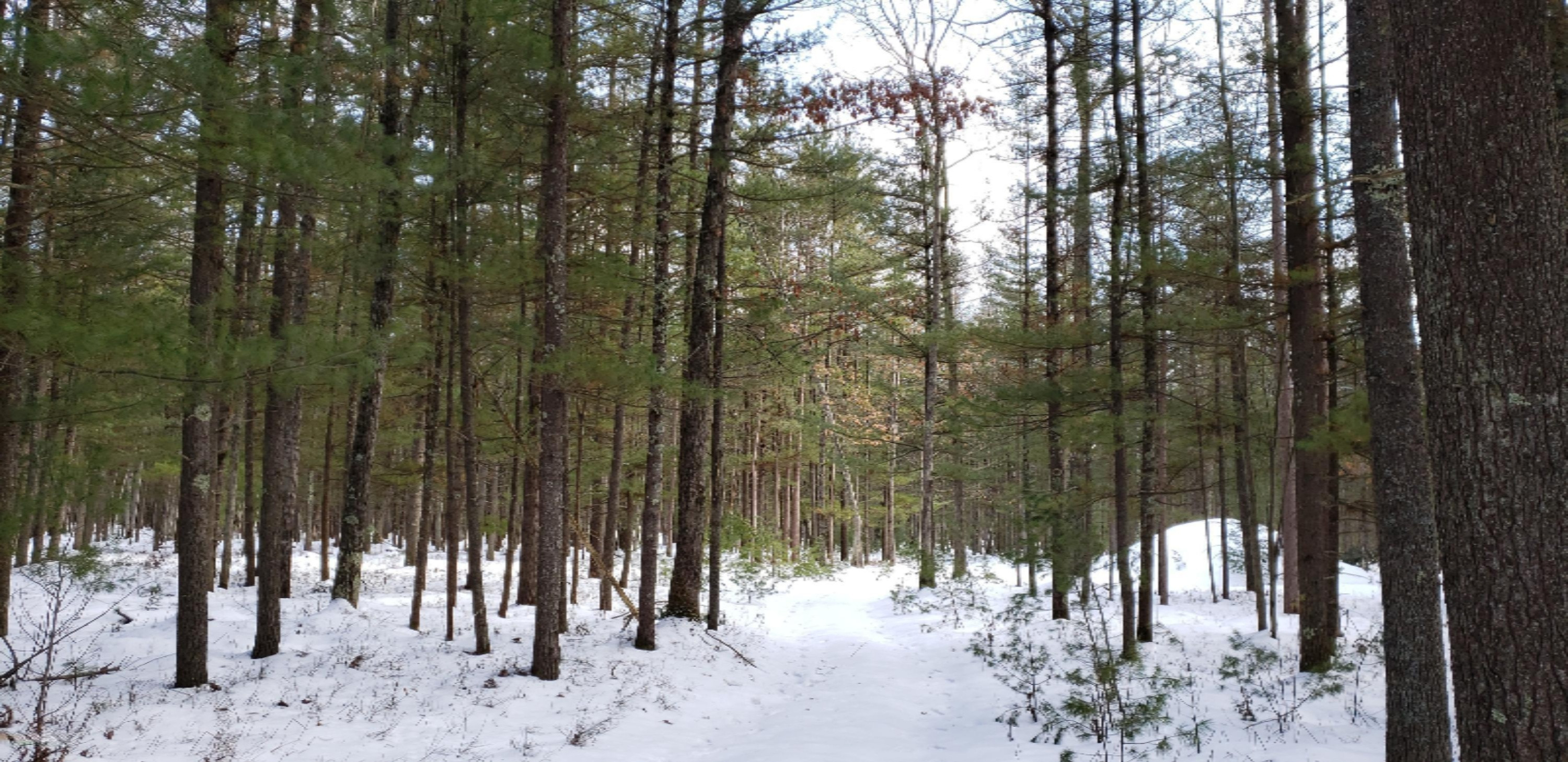 North Kettle Hole Road Manistee, MI 49660 - Photo 16 of 16 2020-02-08 13.44.07