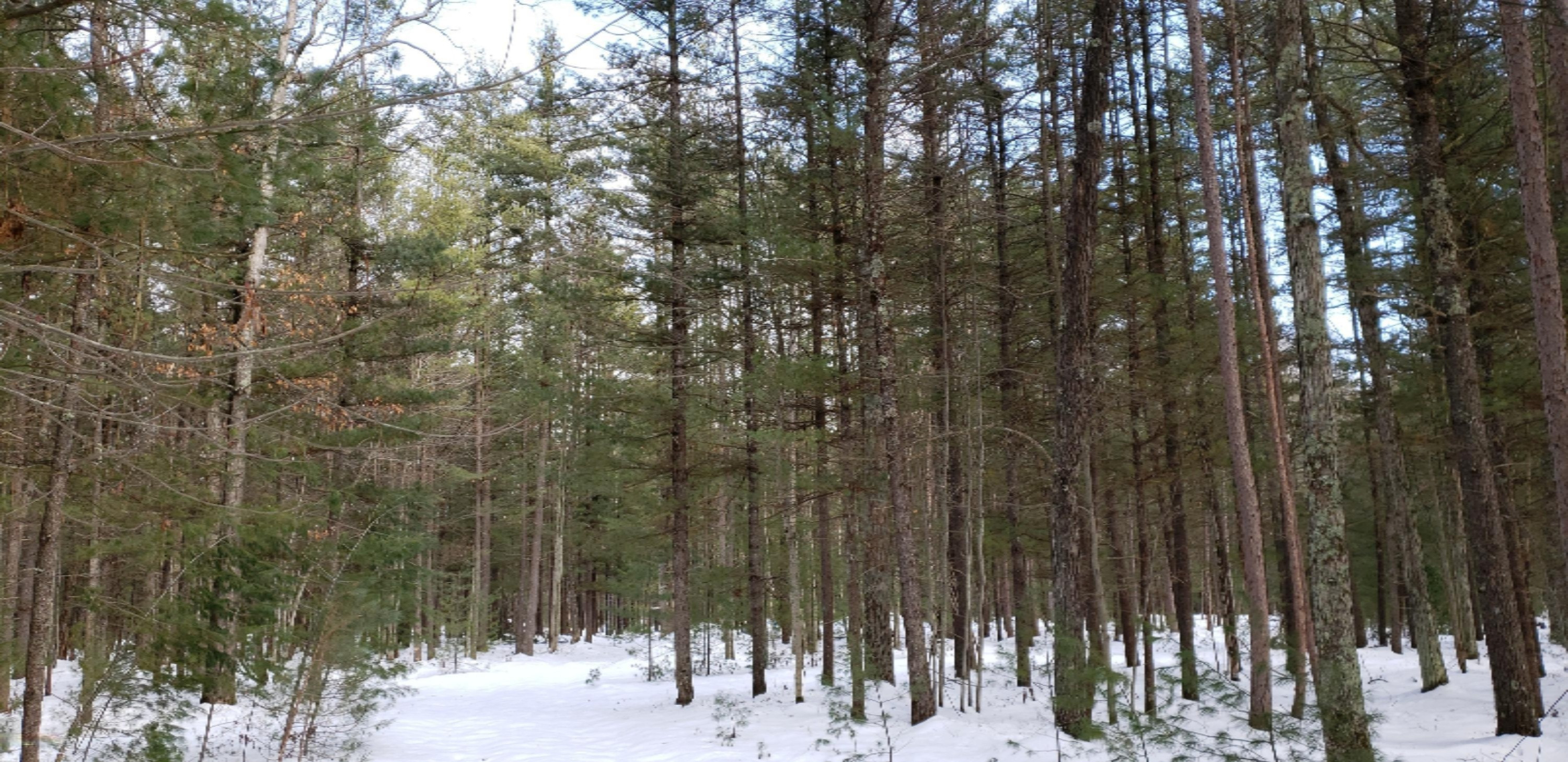 North Kettle Hole Road Manistee, MI 49660 - Photo 8 of 16 2020-02-08 13.36.22
