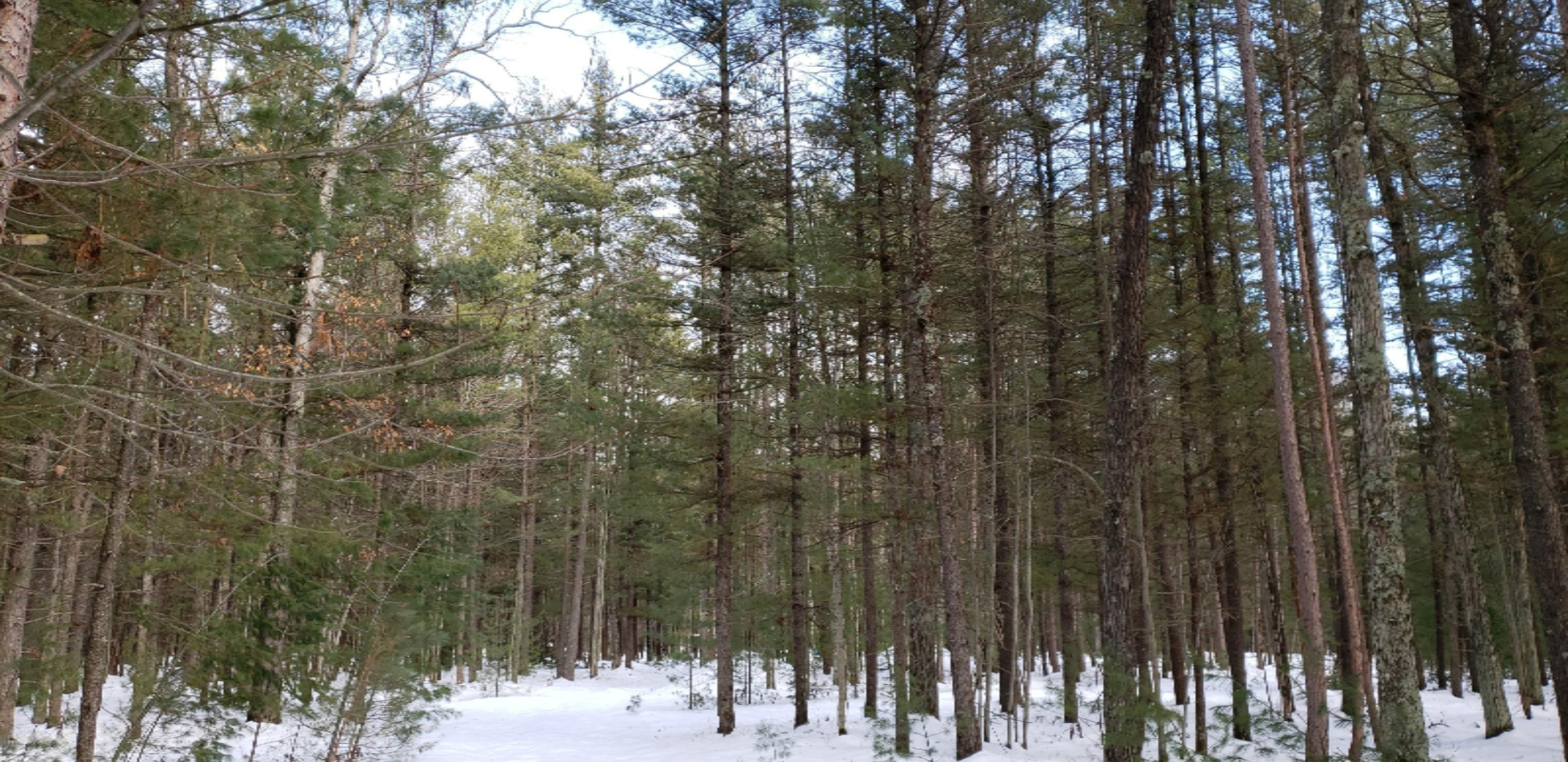 North Kettle Hole Road Manistee, MI 49660 - Photo 9 of 16 2020-02-08 13.36.27