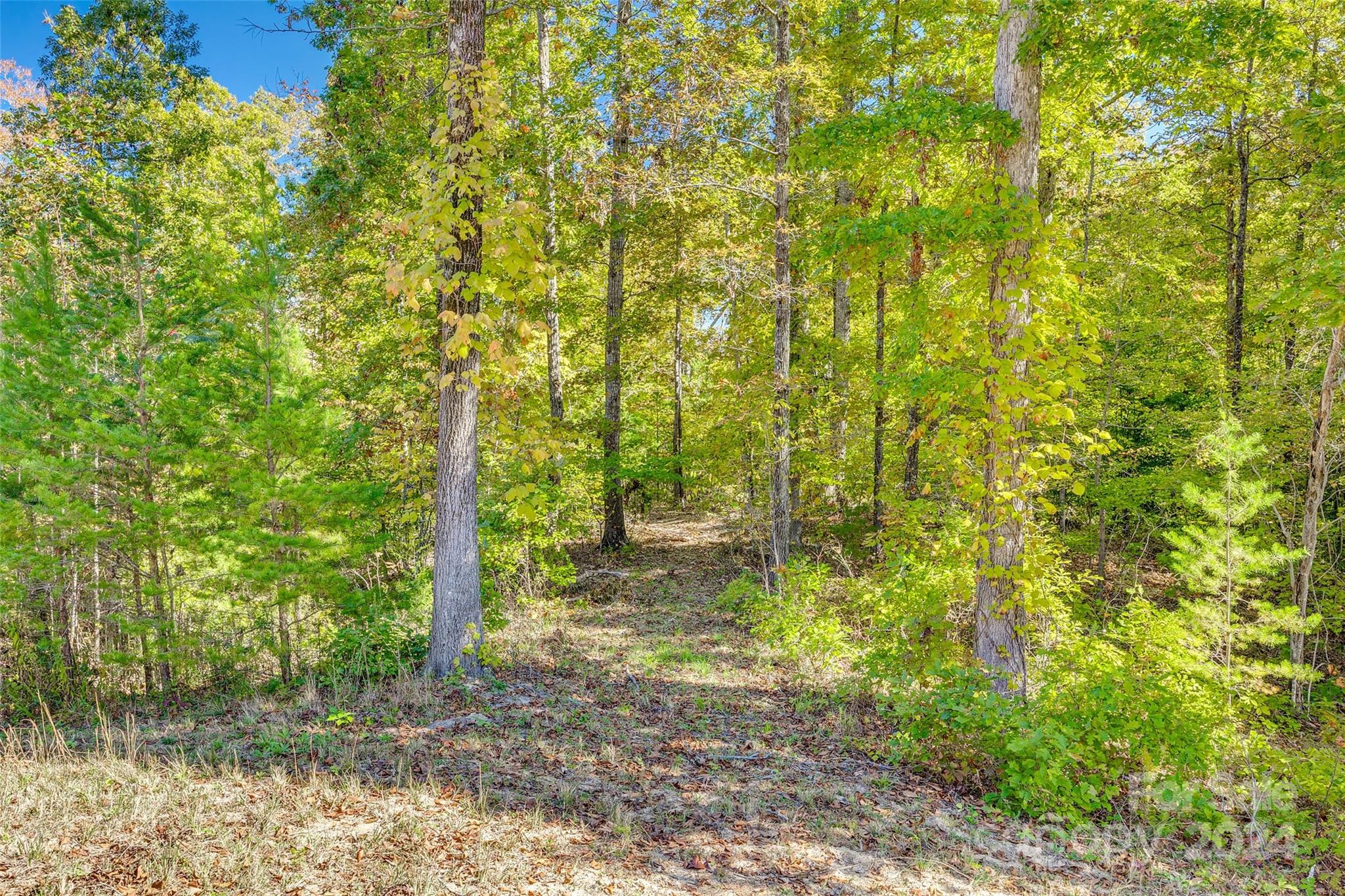 3110 Bush Road Clover, SC 29710 - Photo 34 of 48 a view of a yard with plants and large trees