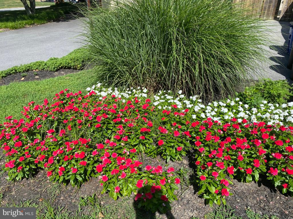 7207 Denberg Road Baltimore, MD 21209 - Photo 60 of 62 Garden in summer