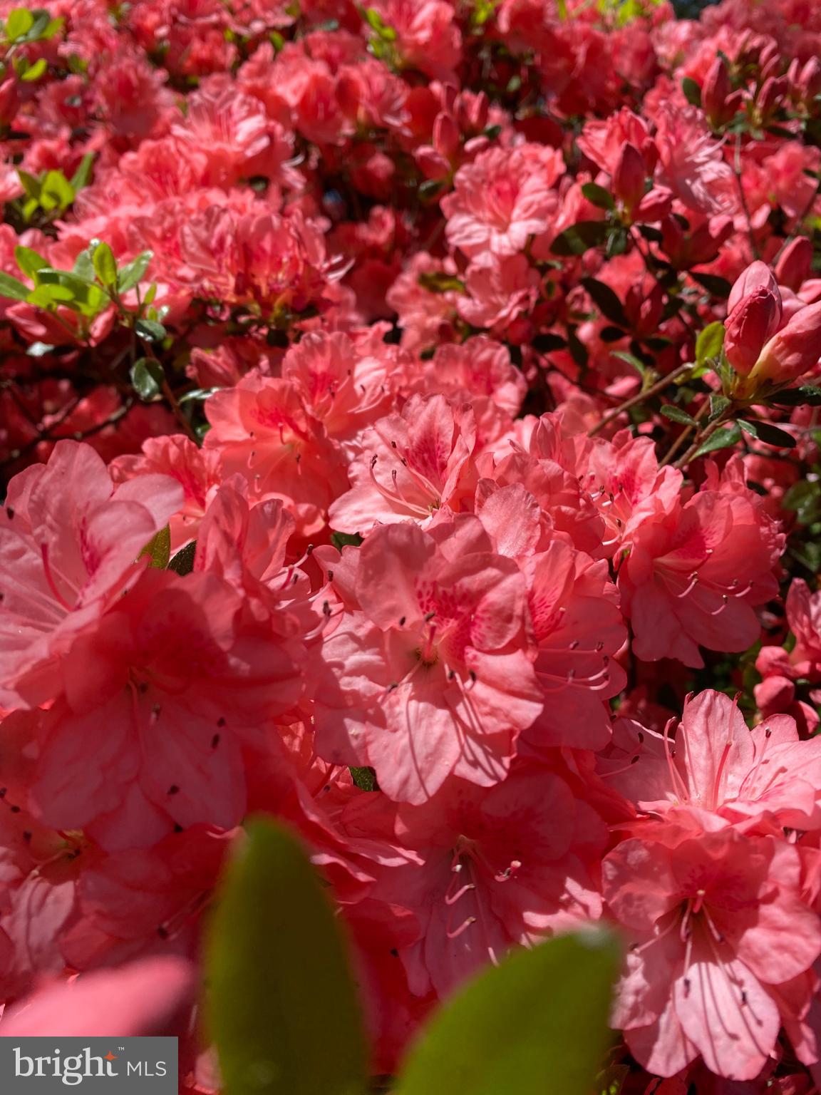 7207 Denberg Road Baltimore, MD 21209 - Photo 61 of 62 Azaleas in Spring