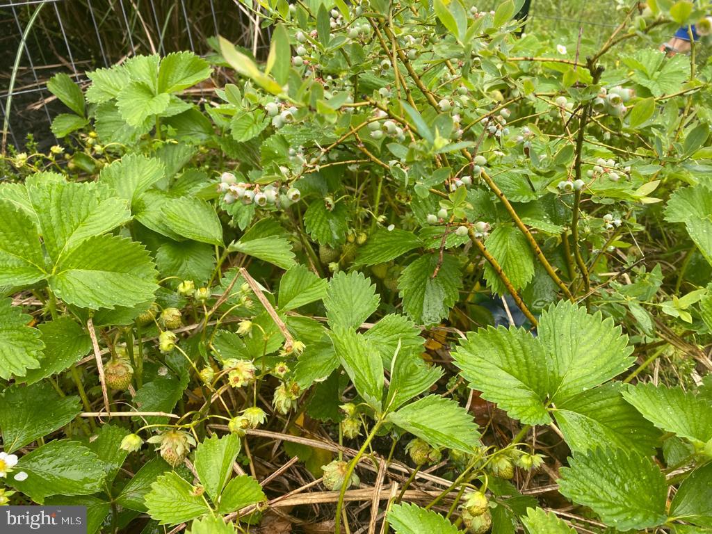 7207 Denberg Road Baltimore, MD 21209 - Photo 62 of 62 Strawberries at Denberg