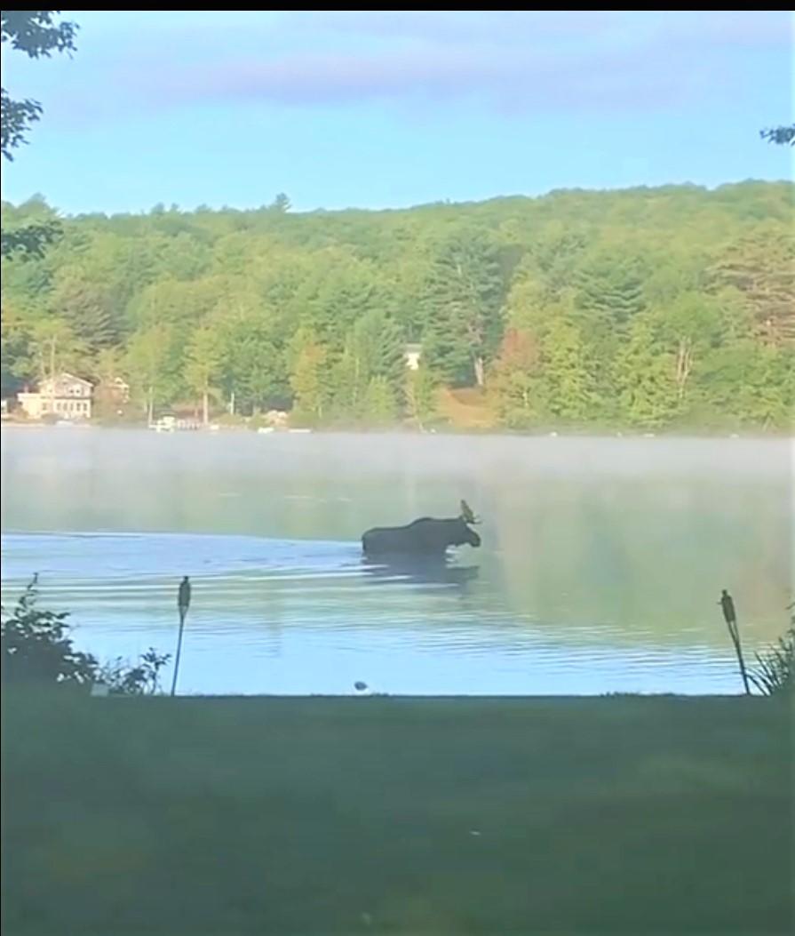 168 Mirror Lake Road West Newfield, ME 04095 - Photo 2 of 29 Moose Mirror Lake 2