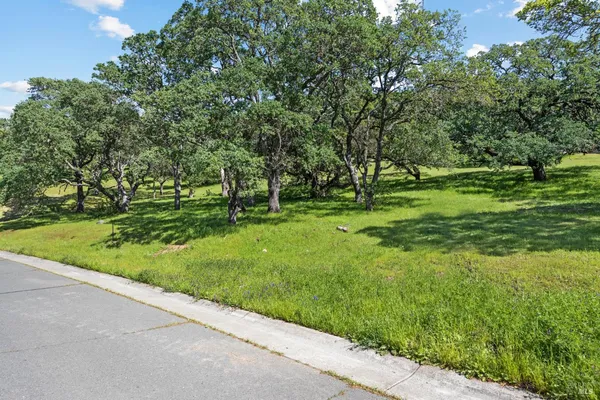 a view of a garden with trees