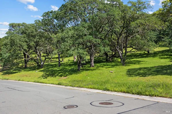 a view of a bunch of trees