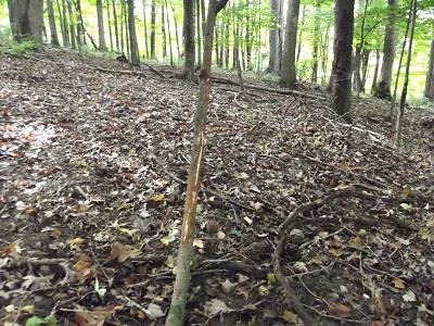 28-acres Sand Hill Road Boscobel, WI 53805 - Photo 13 of 14