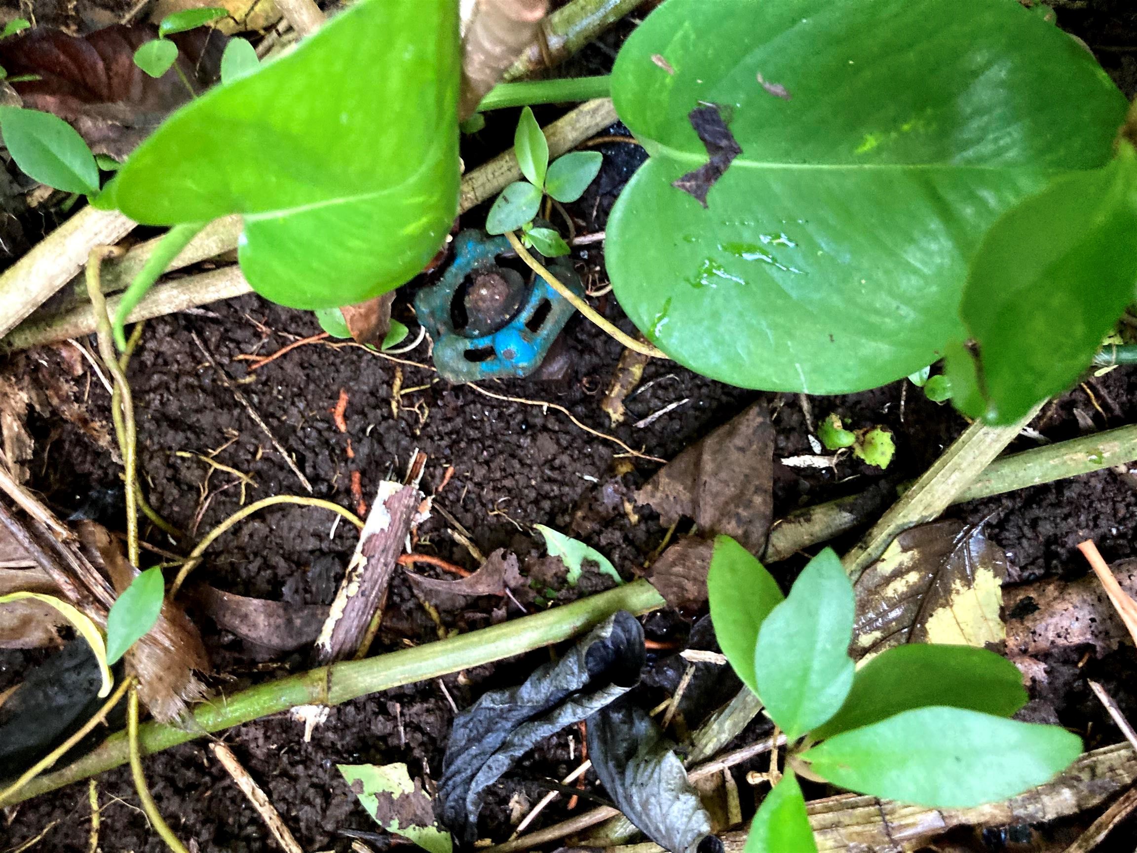 772 Nahiku Road Haiku, HI 96708 - Photo 11 of 30 unknown